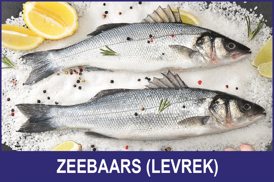 Zeebaars